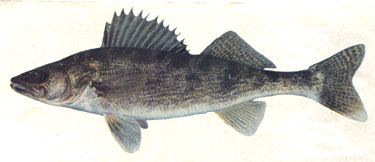 Walleye Pike