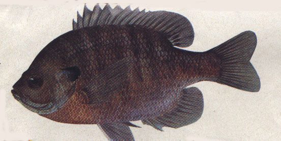 Bluegill