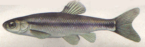 Minnow