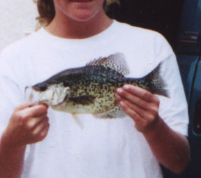 Black Crappie