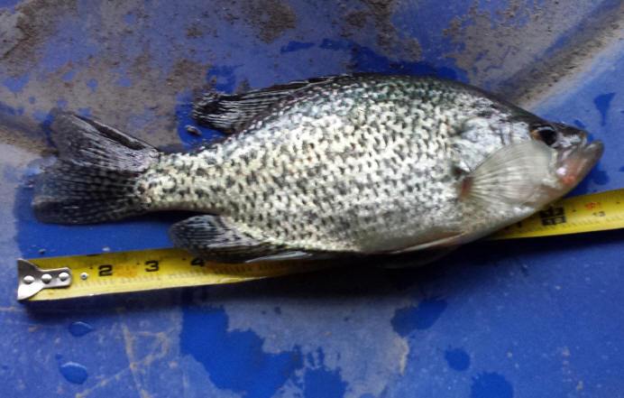 Beemer Fisheries, crappie fingerlings for sale