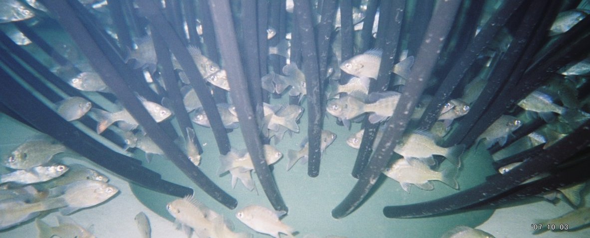Fish Habitat