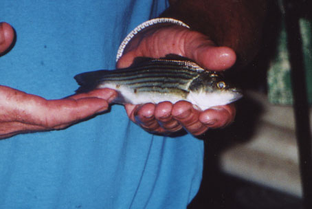 Beemer Fisheries, hybrid bass fingerlings for sale